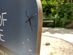 Latrodectus variolus