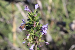 Clinopodium chilense