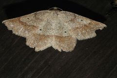 Euchlaena marginaria