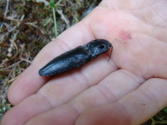 Alaus melanops