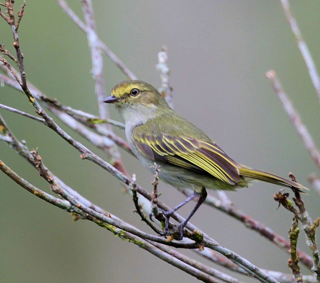 Choco Tyrannulet (Zimmerius albigularis) photo
