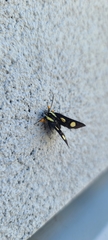 Alypia octomaculata