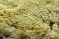 Trichoderma fomiticola
