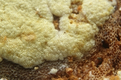 Trichoderma fomiticola