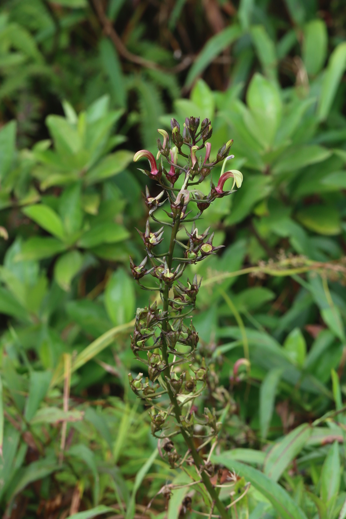 Lobelia digitalifolia