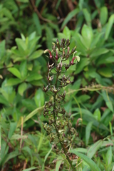 Lobelia digitalifolia