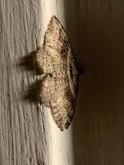 Costaconvexa