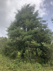 Juniperus gracilior