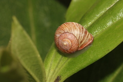 Helicina convexa