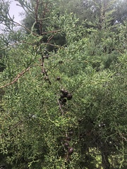 Juniperus gracilior