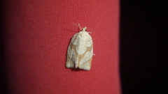 Adoxophyes negundana