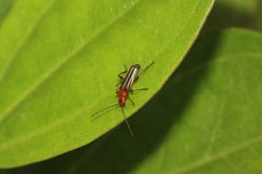 Tylocerus maculicornis