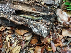 Pseudoeurycea lynchi