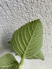 Coleus amboinicus