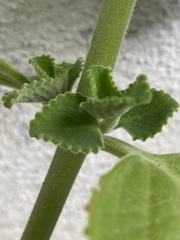 Coleus amboinicus