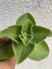 Coleus amboinicus