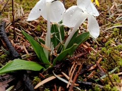 Weldenia candida