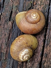 Neocyclotus dysoni