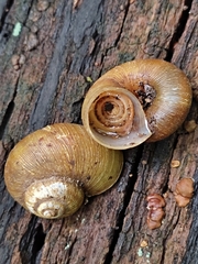 Neocyclotus dysoni