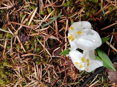 Weldenia candida