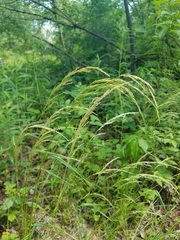 Sphenopholis intermedia