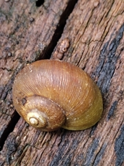 Neocyclotus dysoni