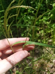 Sphenopholis intermedia