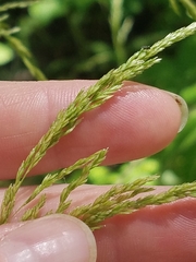 Sphenopholis intermedia