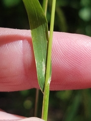 Sphenopholis intermedia