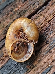 Neocyclotus dysoni