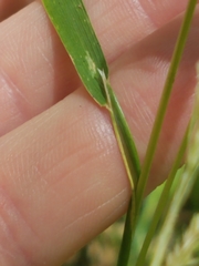 Sphenopholis intermedia