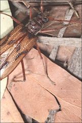 Phoracantha acanthocera