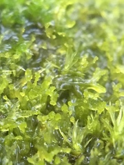 Metzgeria consanguinea