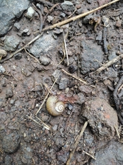 Neocyclotus dysoni