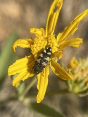 Acmaeodera diffusa