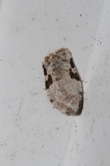 Acleris subnivana
