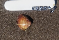Tivela