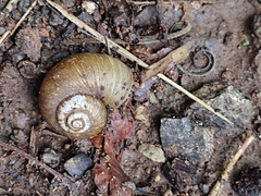 Neocyclotus dysoni