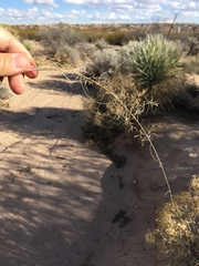 Sporobolus flexuosus