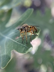 Callinicus pictitarsis