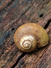 Neocyclotus dysoni