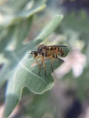 Callinicus pictitarsis