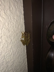 Osteopilus septentrionalis