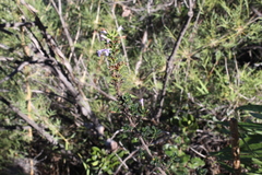 Clinopodium chilense