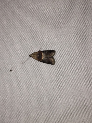 Walnut Shoot and Hickory Leafstem Borer Moths and Allies photo 4