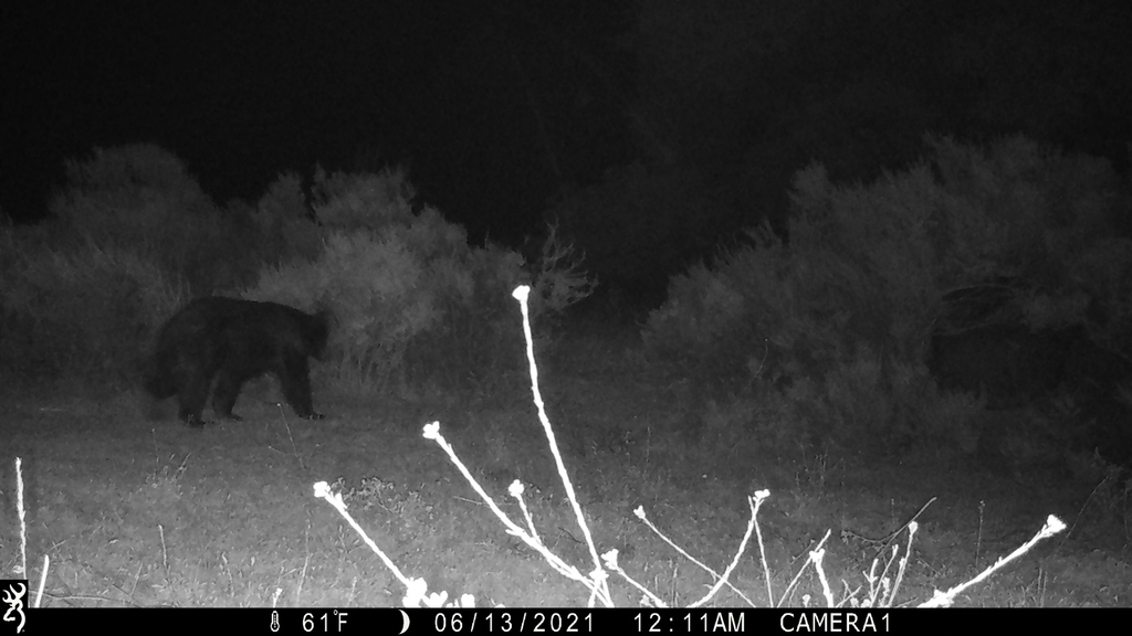 California Black Bear