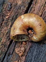Neocyclotus dysoni