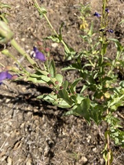 Penstemon × parishii