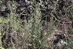Clinopodium chilense