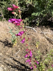 Penstemon × parishii